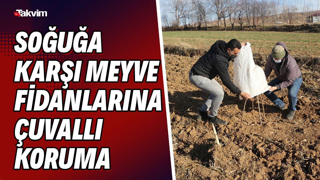 Soğuğa karşı meyve fidanlarına çuvallı koruma