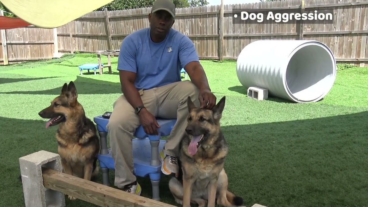 Can You Stop Dog Aggression After Trauma?