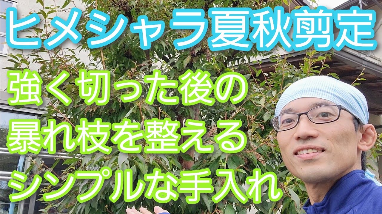 【ヒメシャラの剪定②】長く伸びた枝を整理する夏後の簡単手入れ(2022年8月)🌿✂️