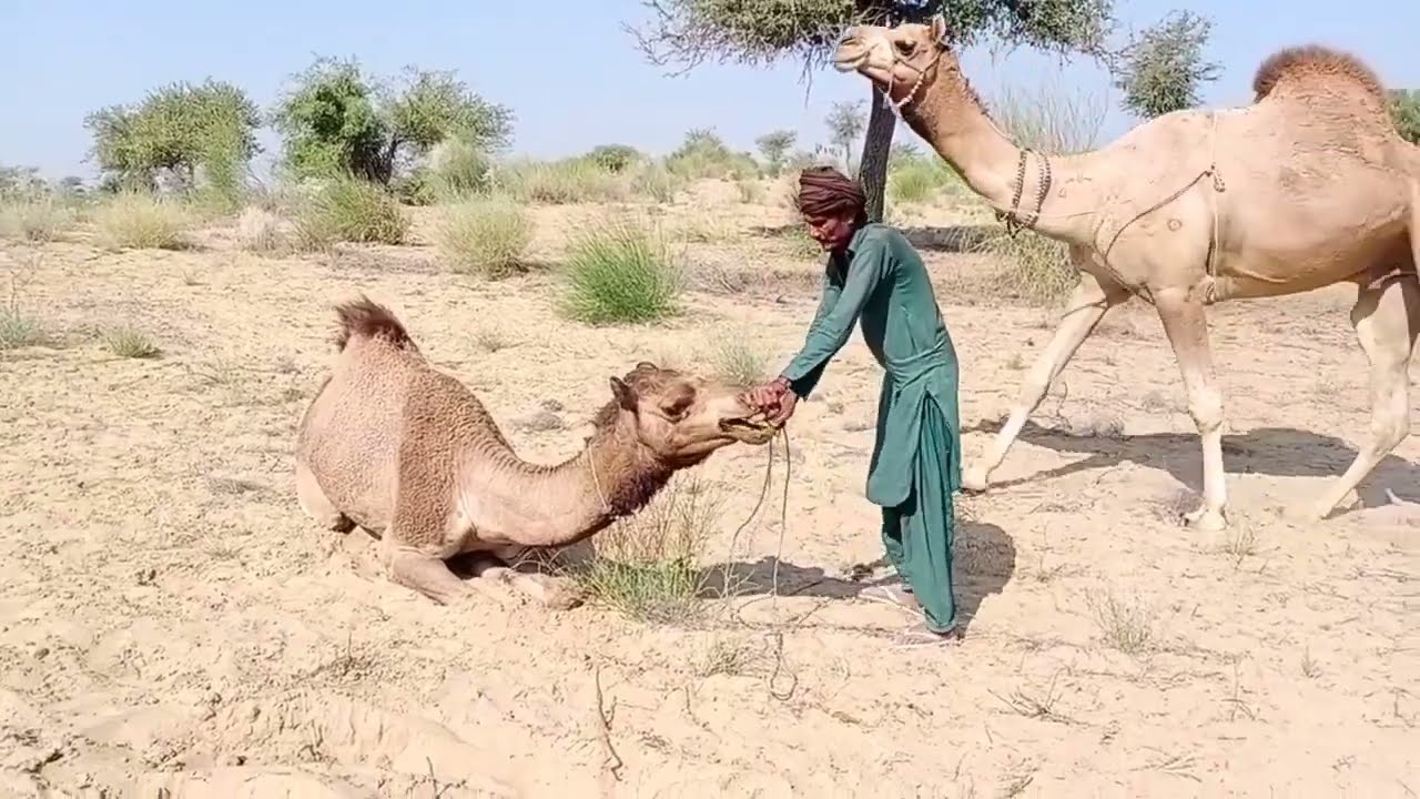 جلس الجمل الطويل الكبير فوق الجمل الصغير camel video #camelmeet #camelvideo #cameljump