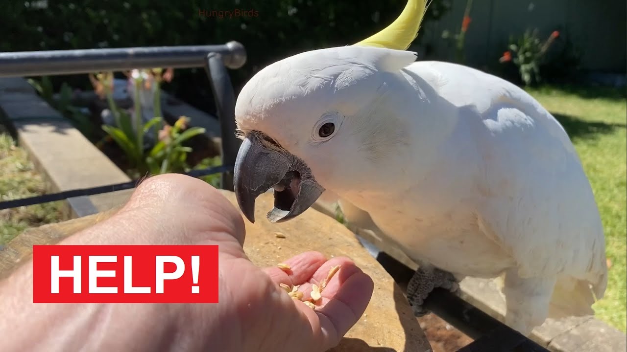 URGENT: Injured Cockatoo Rescue Journey (Days 1&ndash;3)