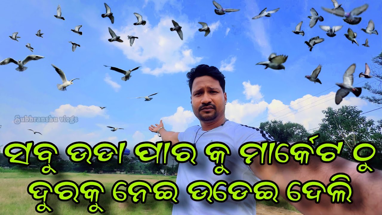 ସବୁ ଉଡା ପାରା କୁ ମାର୍କେଟ ଠୁ ଦୁରକୁ ନେଇ ଉଡେଇ ଦେଲି || ଉଡା ପାରା Odisha || flying pigion || odia vlog |