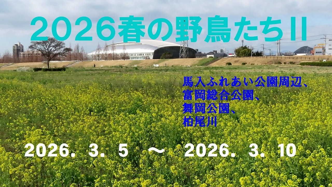 ２０２６春の野鳥たちⅡ