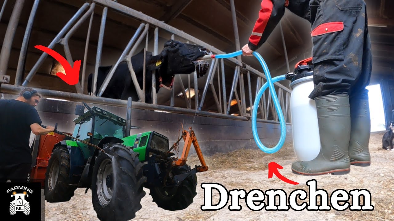 Zieke koe Drenchen en Trekker Schoonmaken