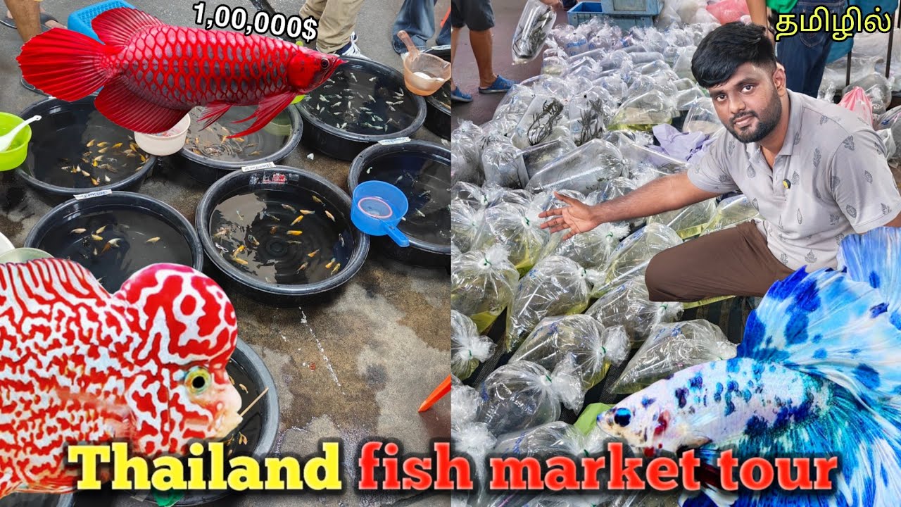 Inside Thailand's Biggest aquarium market | தாய்லாந்தின் அக்வேரியம் சந்தை