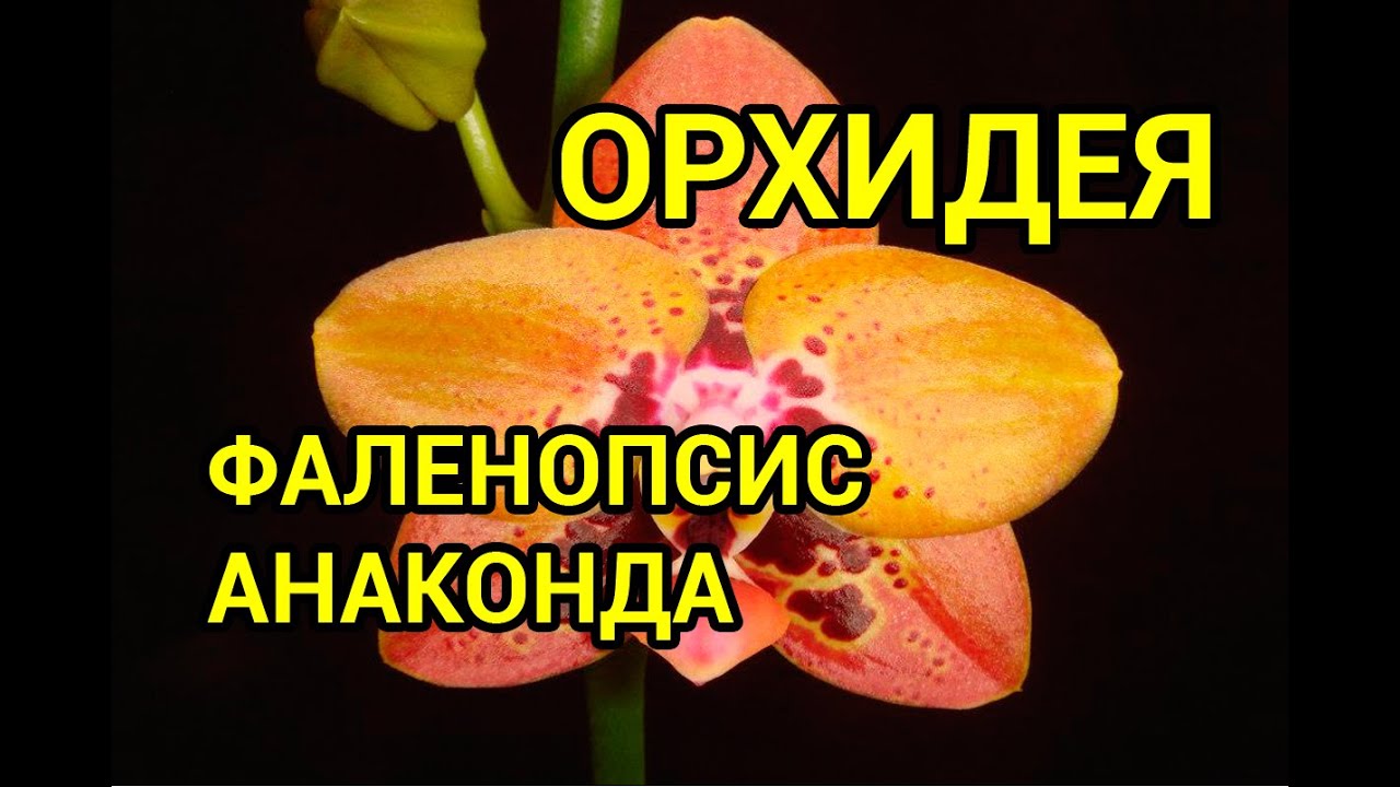 Фаленопсис Анаконда (Phalaenopsis Zeng Min Anaconda)