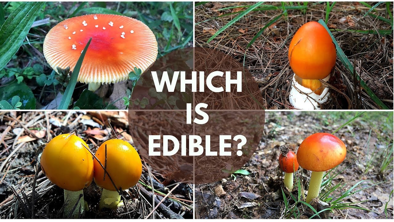 Caesar's Mushroom ID & MANY Lookalikes: ID checklist + quiz