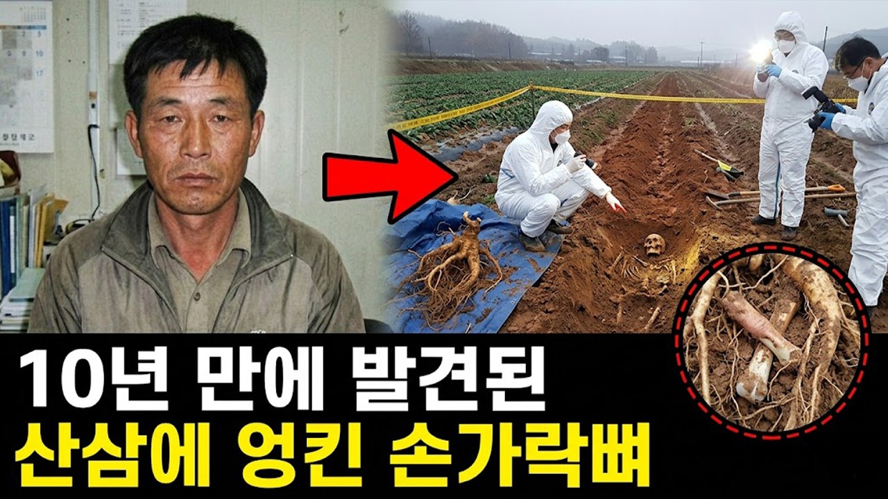 2010년 인삼 농장주의 실종, 10년 뒤 수확된 1억 원짜리 산삼에 얽힌 소름 돋는 비밀 | 실제 이야기 | 바이럴 이야기 | 바이럴 이야기 | 트렌딩 이야기