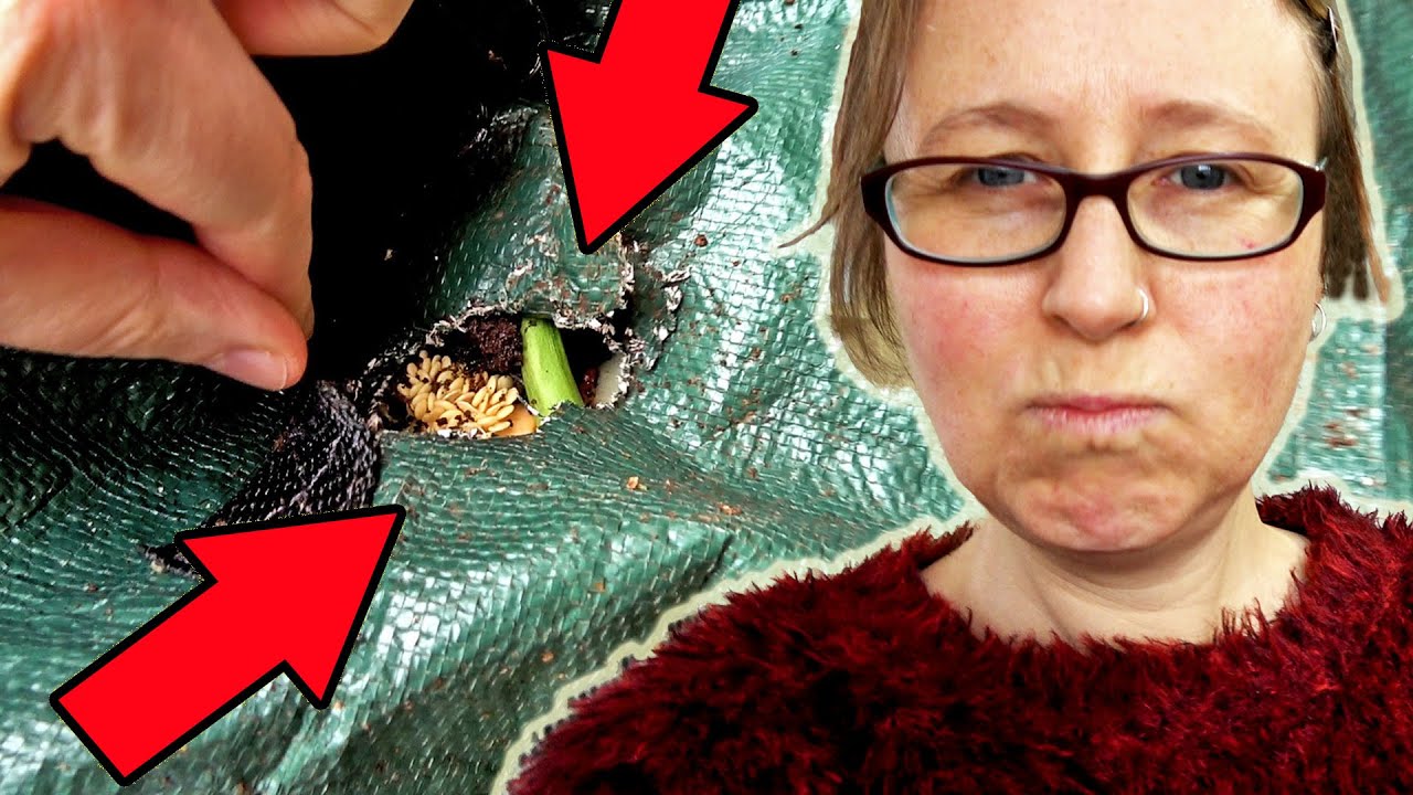 My COMPOST BAG is UNDER ATTACK! DAILY VLOGS UK - ALBEFY BUDGET COMPOST BIN
