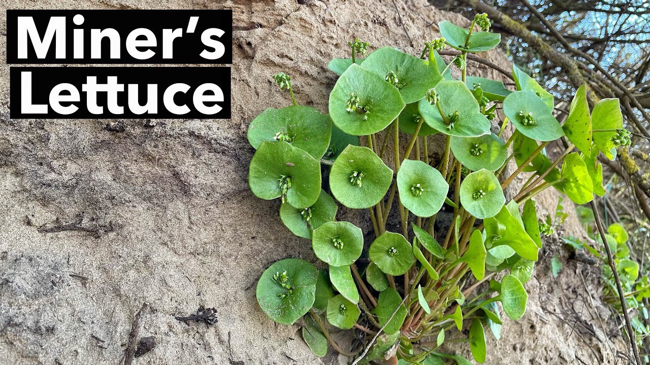 Miner’s Lettuce/ Winter Purslane Identification (Claytonia perfoliata)
