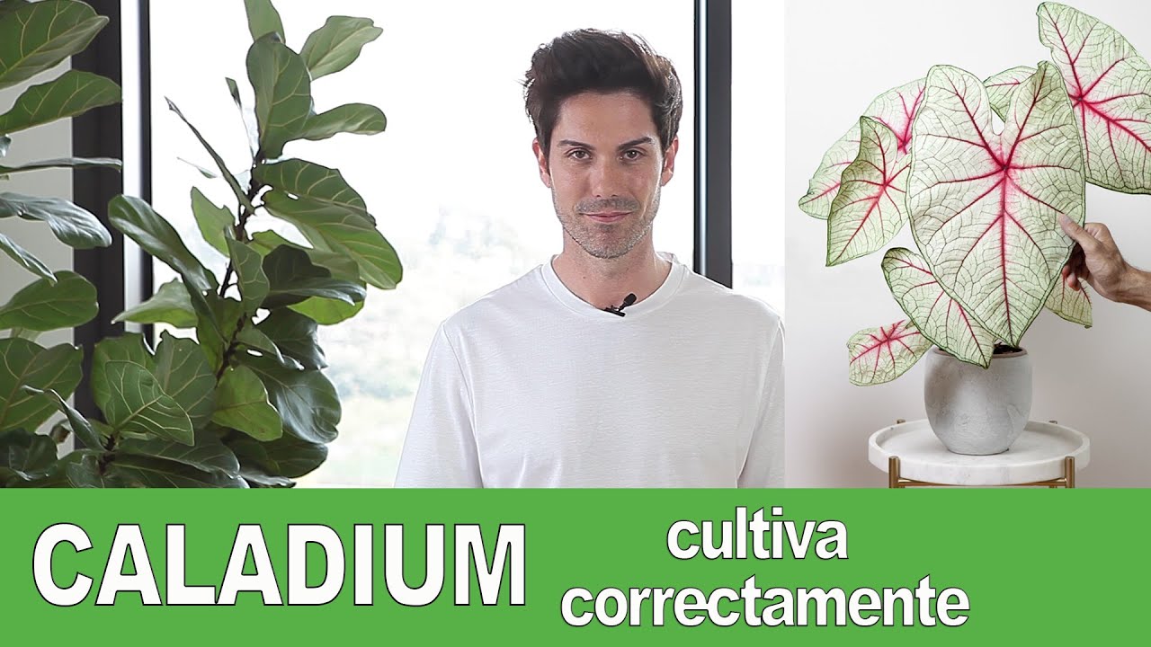 CALADIUM, te enseño a CULTIVARLOS desde cero (paso a paso) hazlo CORRECTAMENTE  🔝 🙌