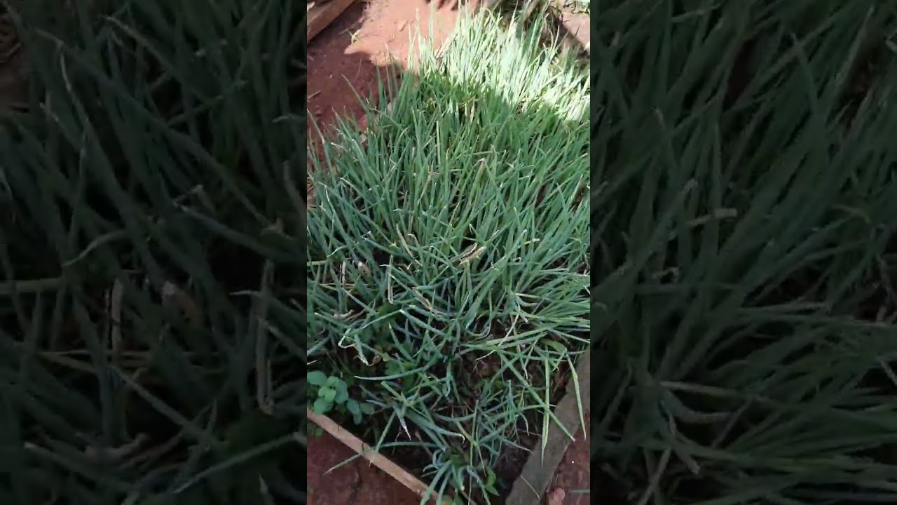 Nossa rotina na chácara do sonhos 