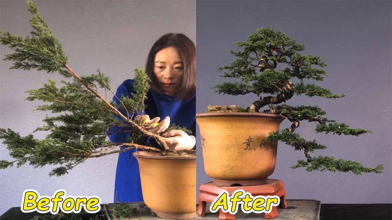 How to bend a bonsai - great bonsai bending skills #30
