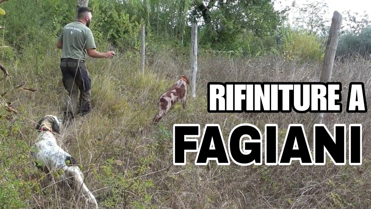 Addestramento caccia al fagiano 2024  Benito il Breton e Assunta la Setter exciting hunting weapons
