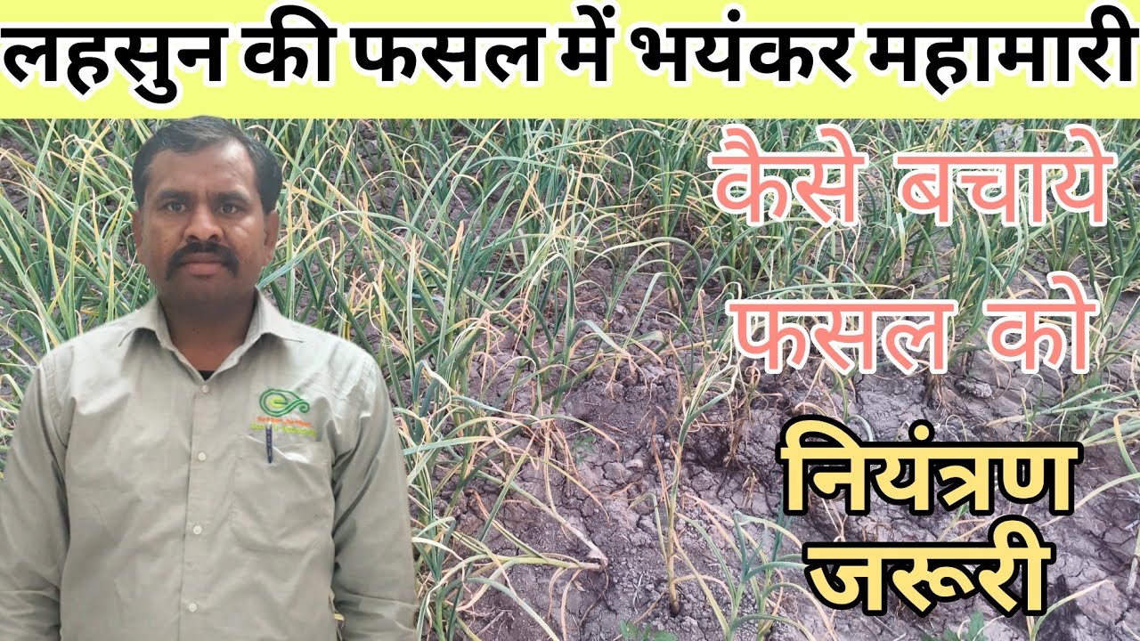 लहसुन कि फसल में हो रही महामारी से लहसुन कि फसल को स्वस्थ रखने हेतु स्प्रे और इसकी अधिक पैदावार का
