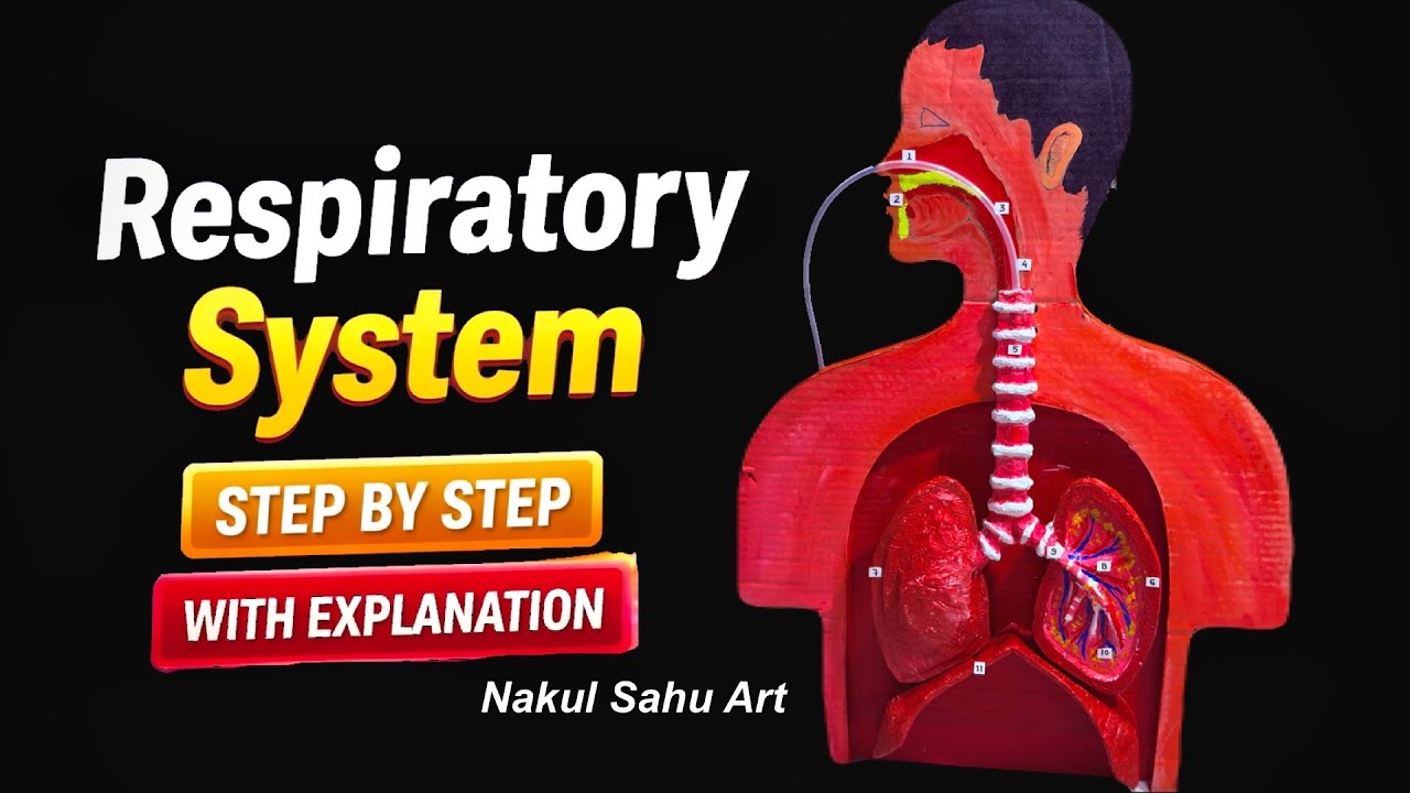 Respiratory system working model science Project lungs working model 