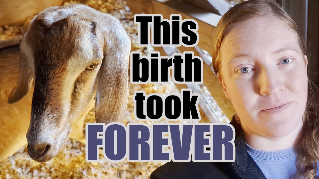 We had to wait FOREVER for these babies to come! | Mini Nubian Goat Birth
