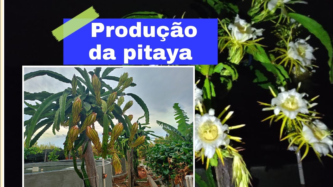 A produção dos frutos está a todo vapor