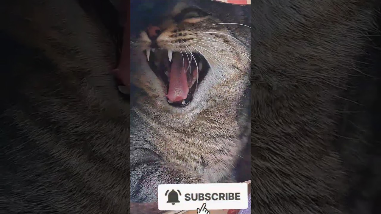 The Cutest Yawn You’ll See Today 🐻✨ Did You See Those Teeth? 😂