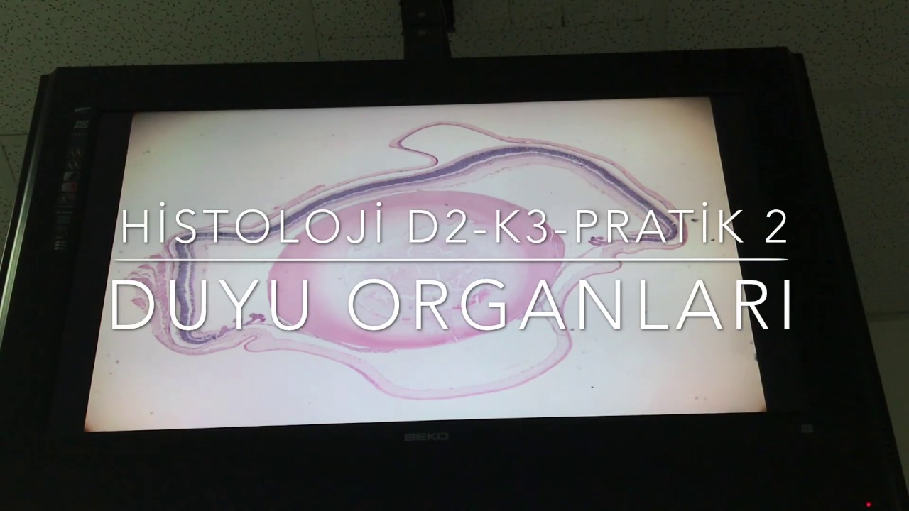 DUYU ORGANLARI HİSTOLOJİSİ D2|K3|PRATİK2