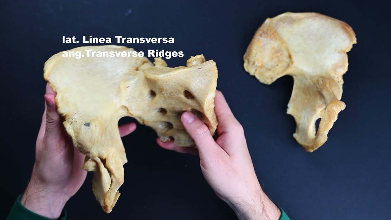 Osteologia kończyny dolnej - miednica i kość krzyżowa