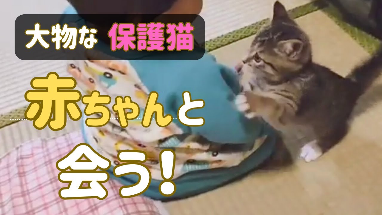 【保護猫】初めての赤ちゃんに戸惑う子猫‥最後はやっぱり大物でした