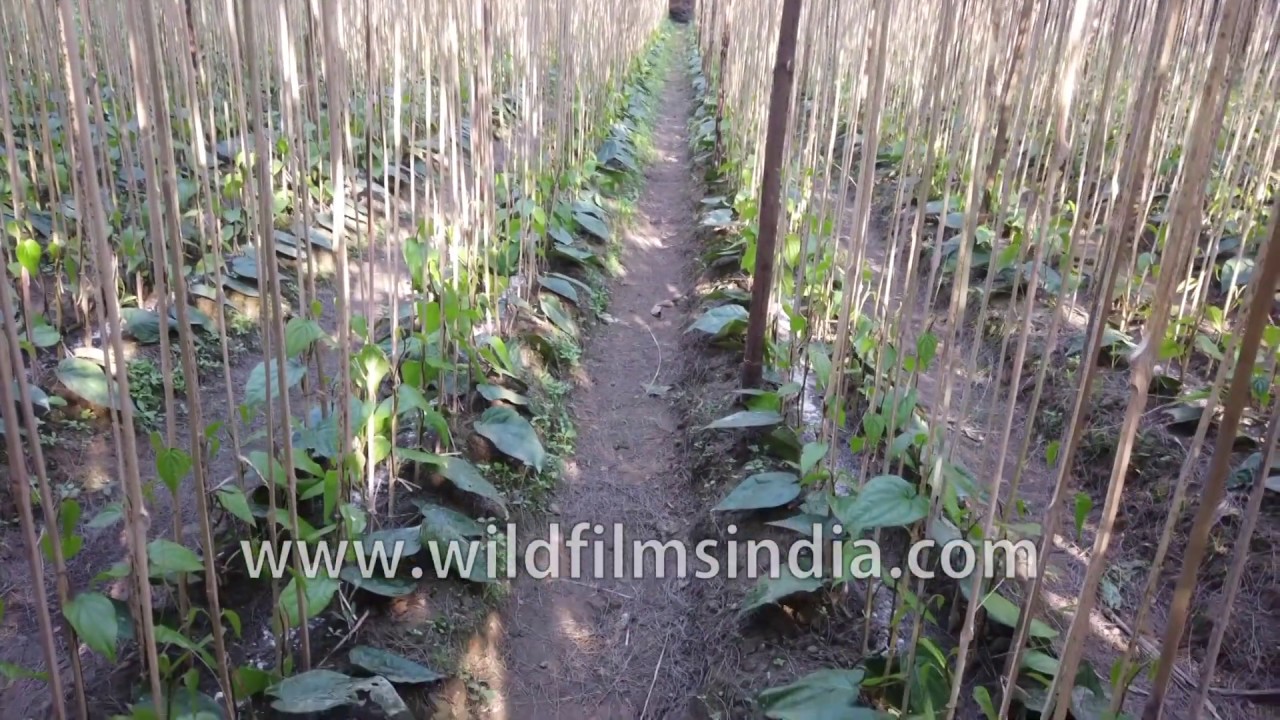 Betel leaf farming in Bangladesh