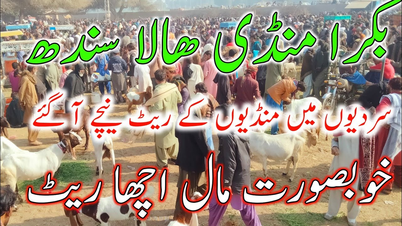 😇😇 Aj Bakra Mandi Hala Sindh Ka Rate Check Karin Latest Updates Today