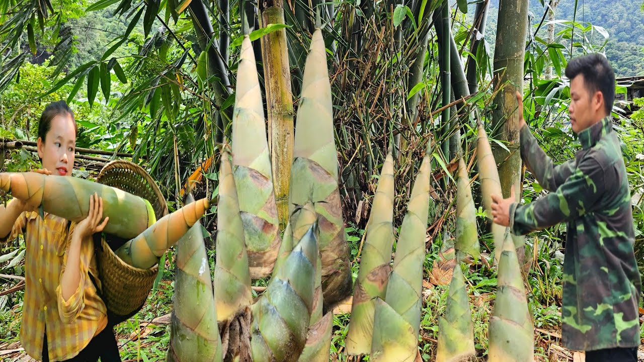 Harvesting bamboo shoots, why are bamboo shoots a popular dish?