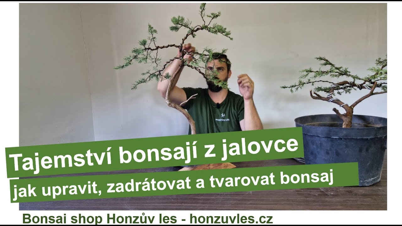 Tajemství jalovce - jak upravit, zadrátovat a tvarovat bonsaj