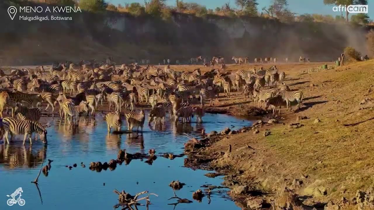 Zebra Migration Madness at Meno a Kwena