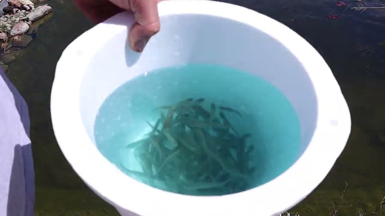 feeding my pet bass 5 dozen minnows at one time