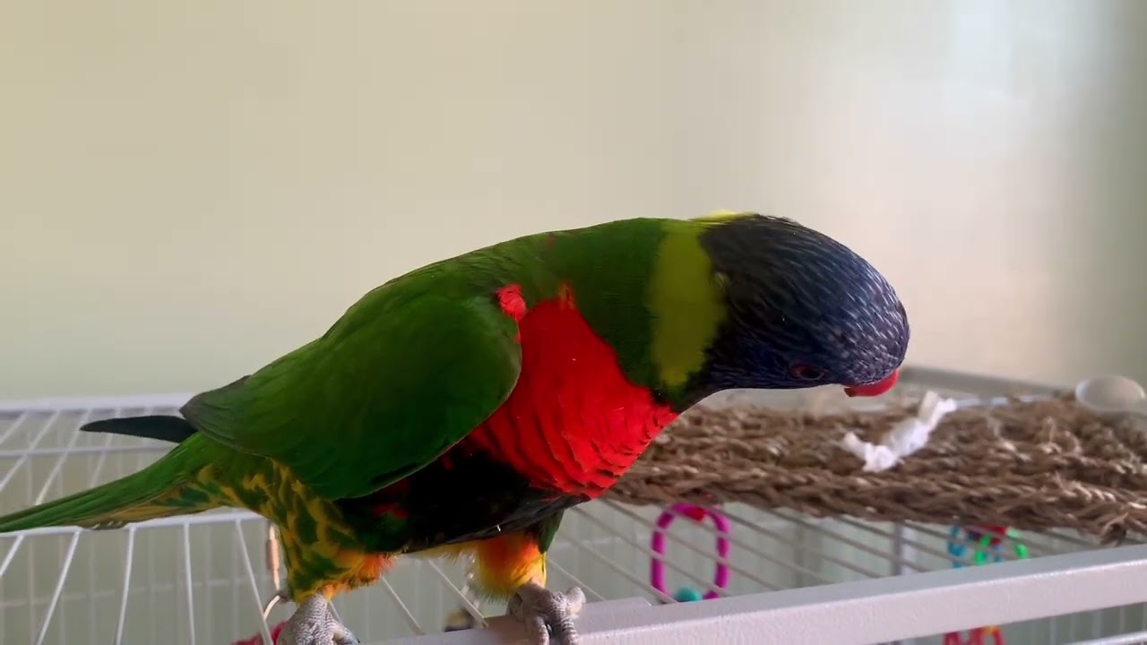 Foraging candy reward for Lorikeets #learning #foraging  #lorikeets  #treats 