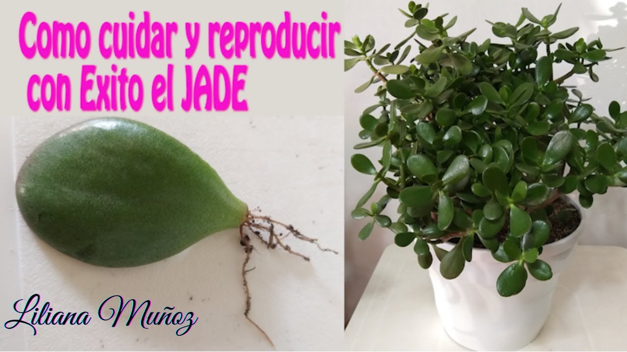 COMO CUIDAR Y REPRODUCIR CON EXITO EL ARBOL DE JADE / Liliana Muñoz