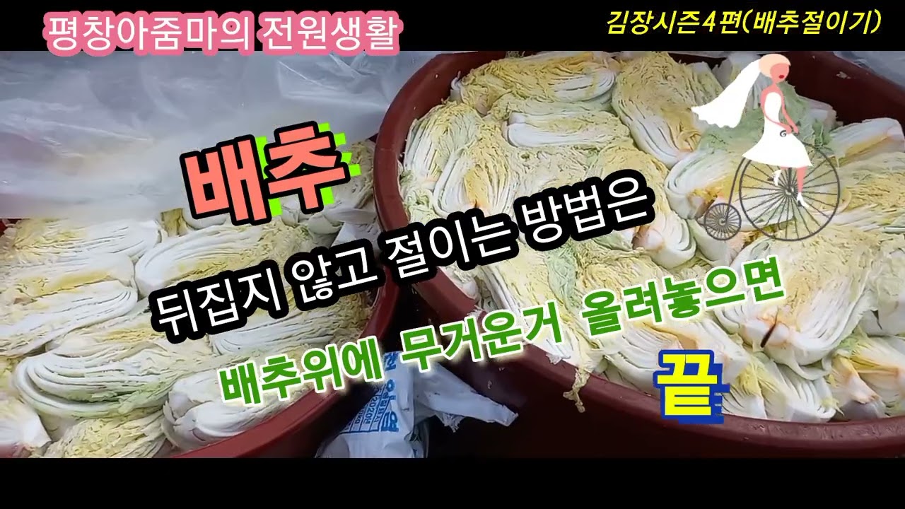 🥬김장시즌4편(배추100포기 절이기)