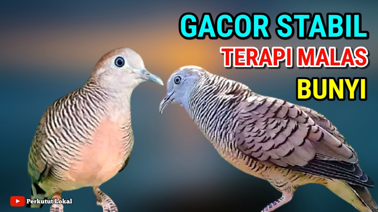 Perkutut Lokal Gacor Suara Pancingan Paling Ampuh Agar Cepat Bunyi Manggung #perkutut 