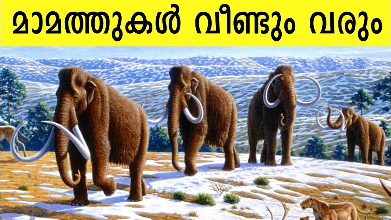 Mammoth Malayalam Video | Mammoth and Elephants | Mammoth Recreation Malayalam | Lyuba Mammoth