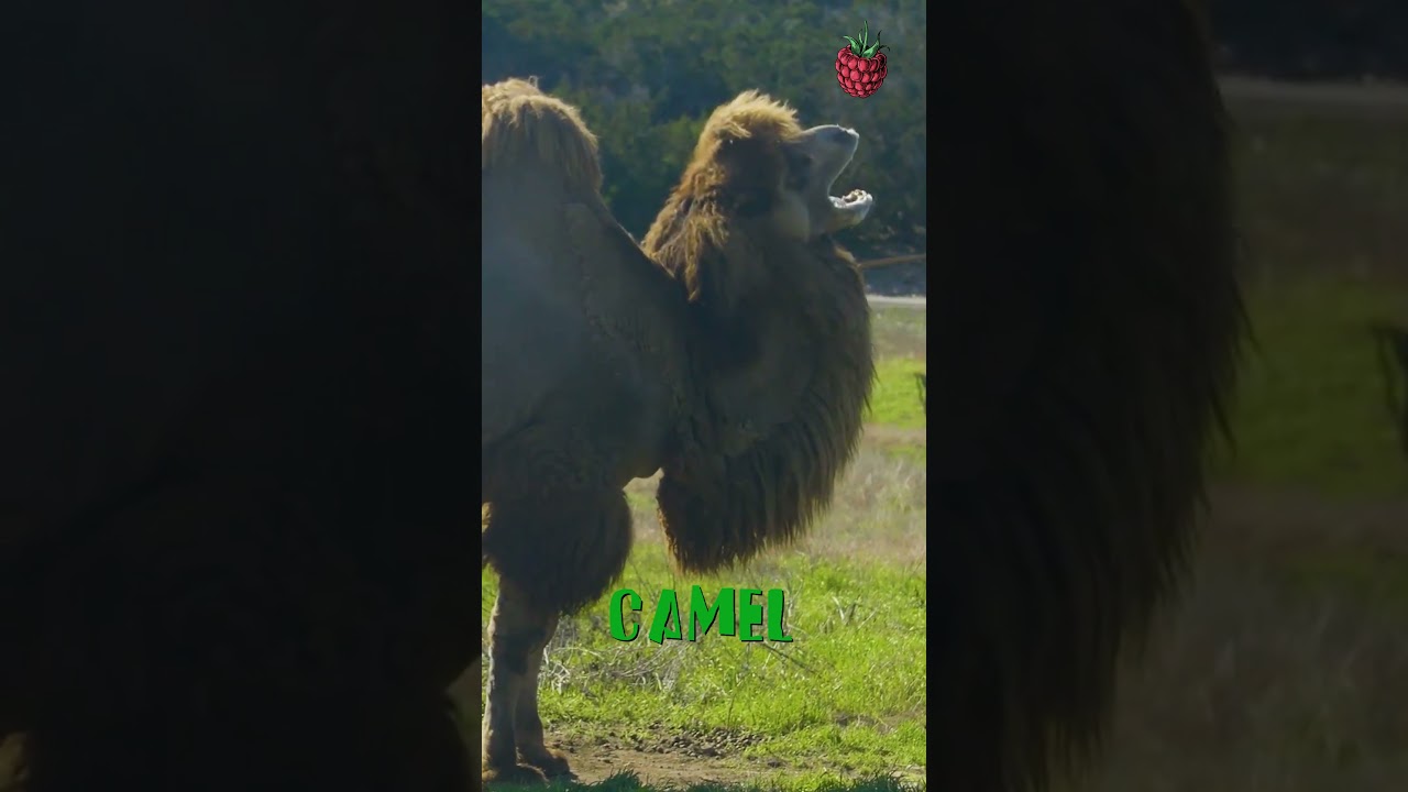 Camel Adventures on the Farm!