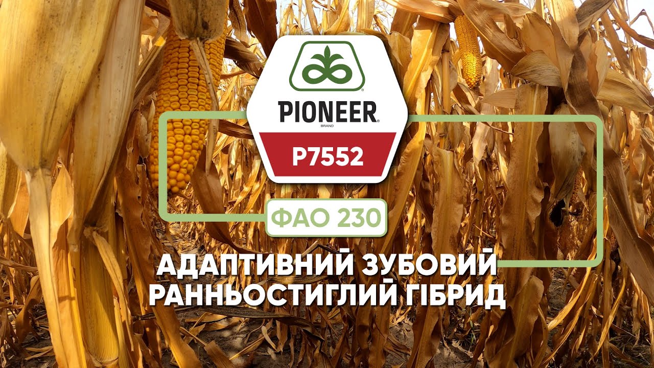 P7552 – ранньостиглий адаптивний гібрид Pioneer®