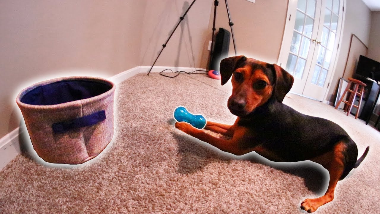 PUPPY DOES INSANE TRICK SHOT!