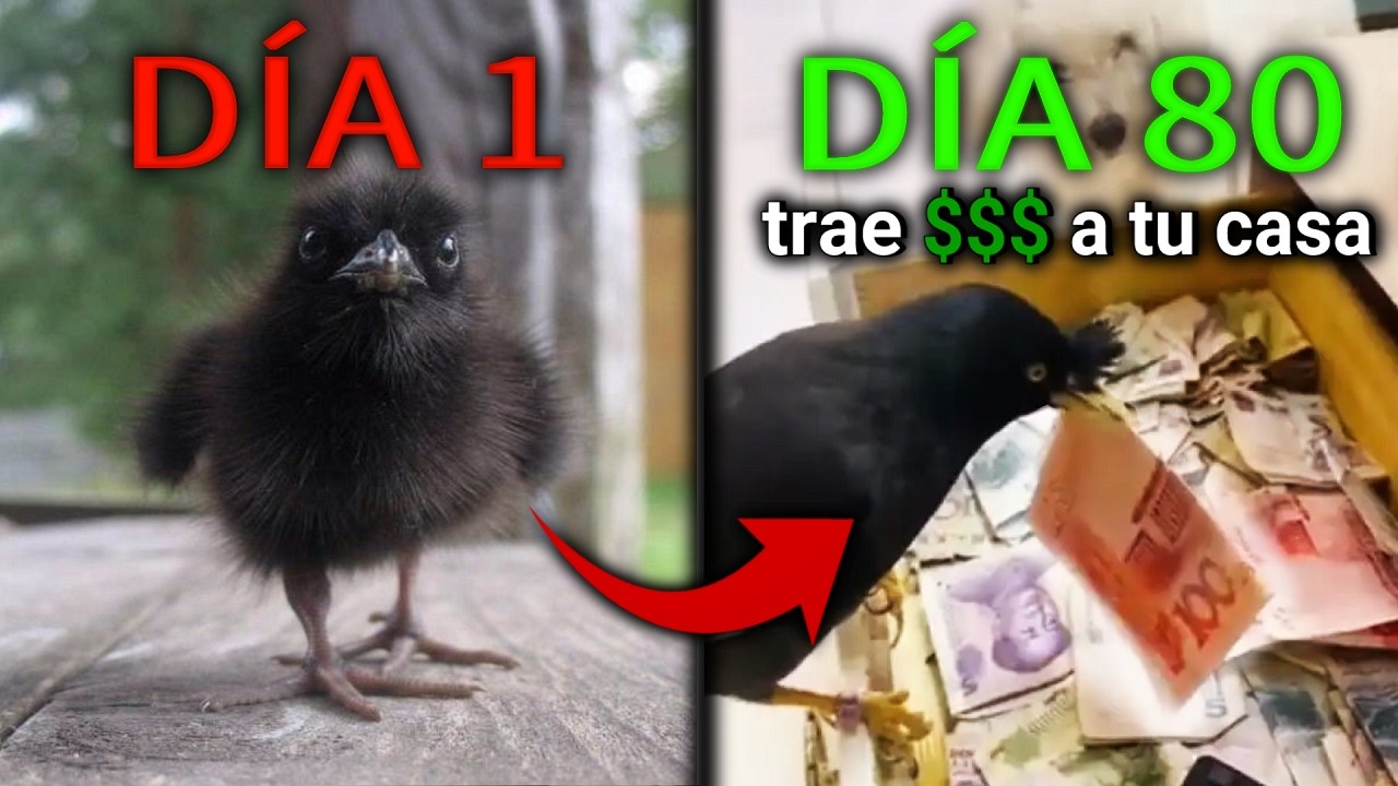 Tener Un Cuervo Como Mascota