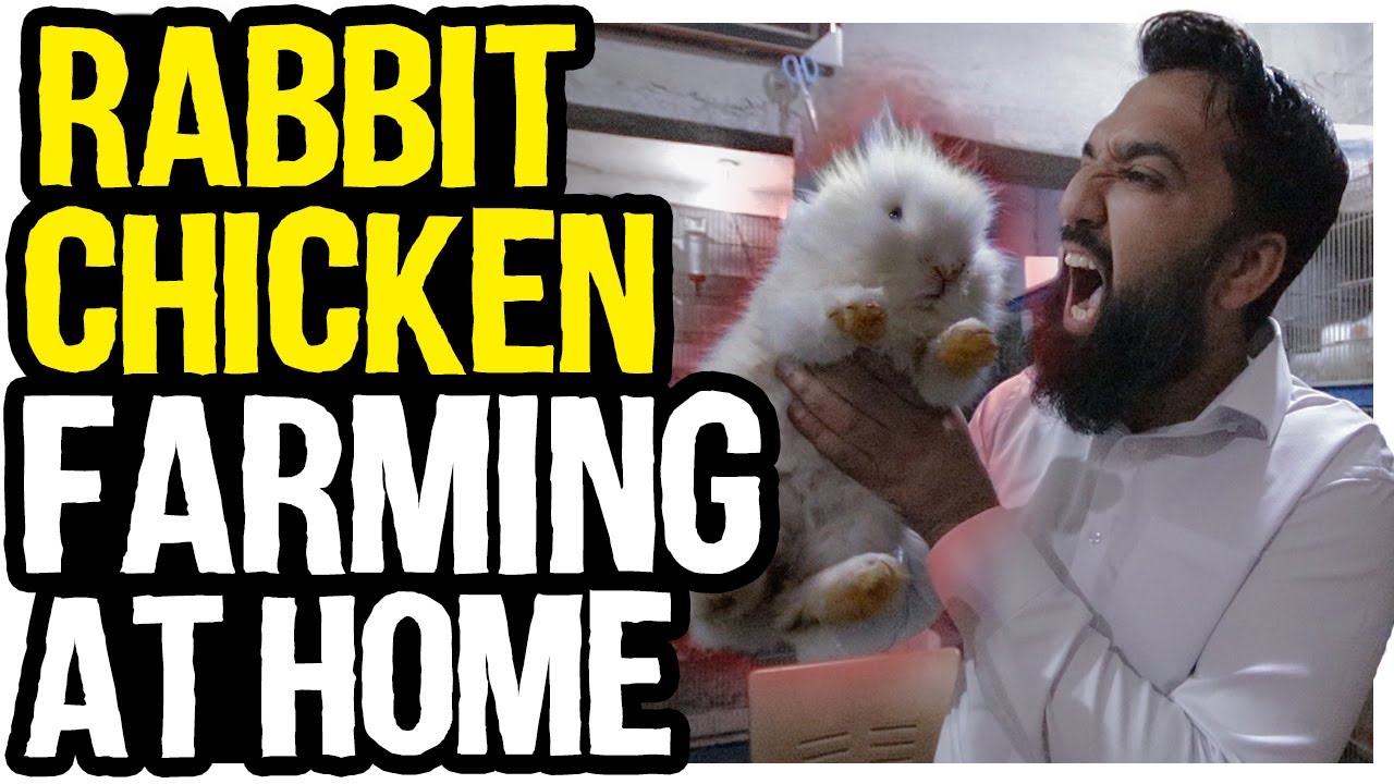 Apne Ghar ki Chatt pr Farm | Rabbit & Fancy Chicken Farming in Pakistan | Monthly income in Lakhs