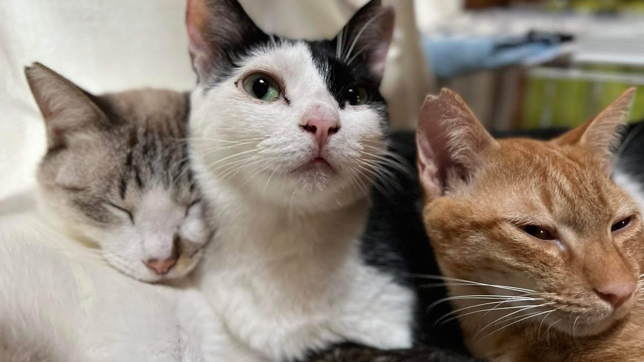 ネコヤギハウスの保護猫達と🍉ジジからのお便り