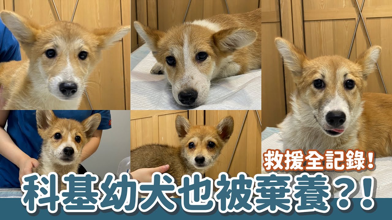 啥？！科基幼犬也被棄養！救援全記錄！｜頻道會員一起救援計畫