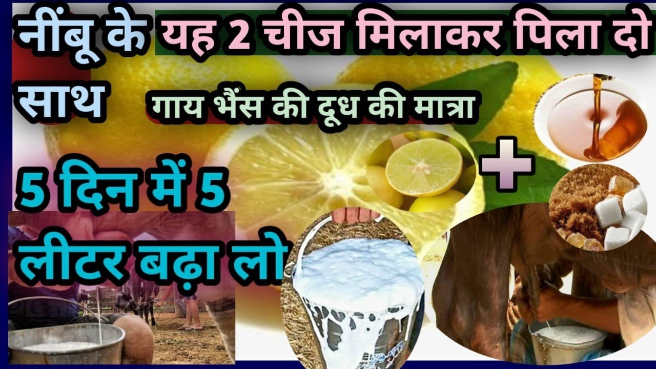 👍नींबू के साथ यह 2 चीज मिलाकर पिला दो✌||गाय भैंस की दूध की मात्रा 5 दिन में 5 लीटर बढ़ा लो||Milk🥛👌