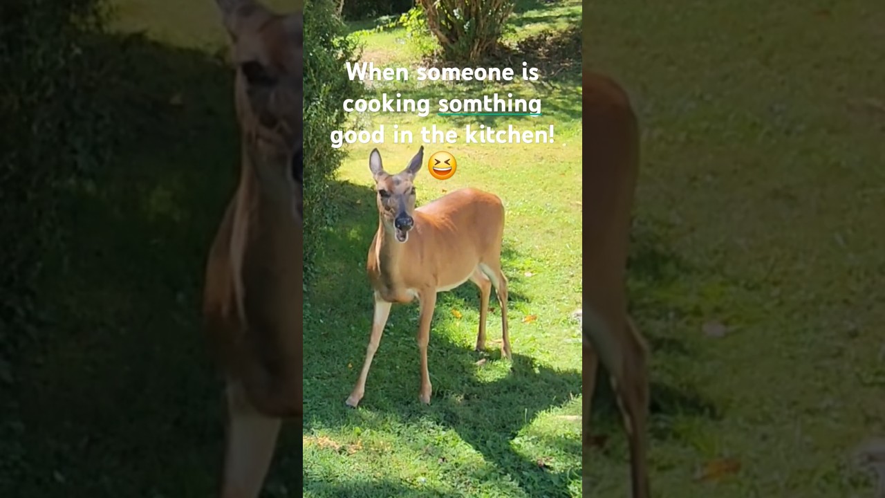 Curious Darkface Caught Sniffing Out Kitchen Goodies!" 