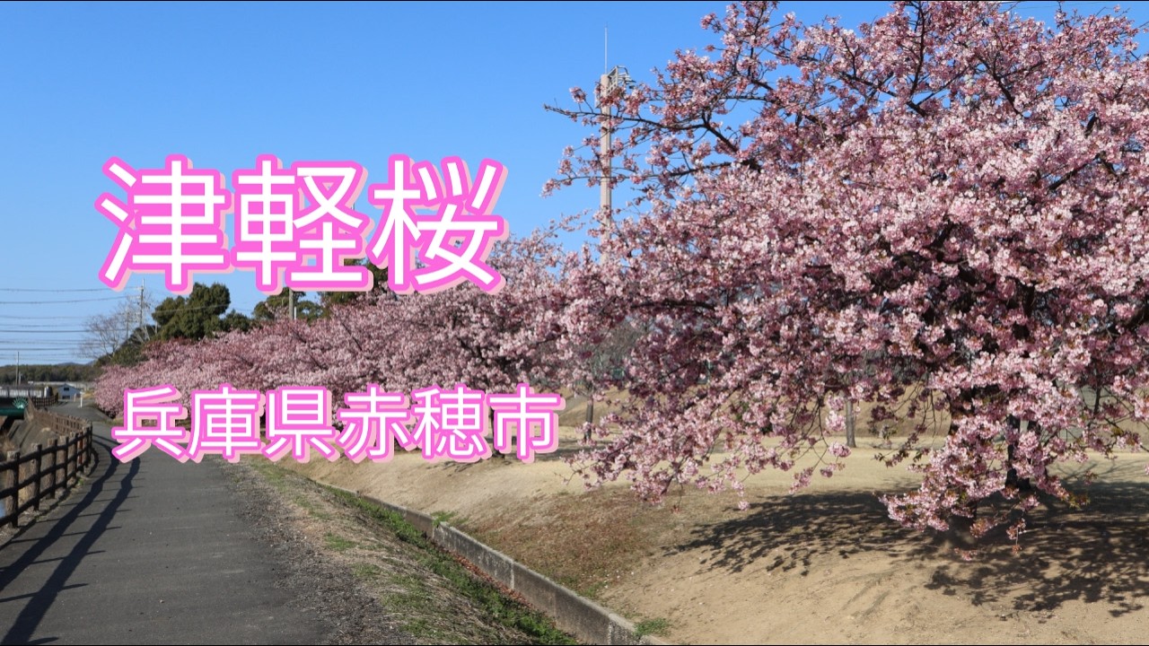 津軽桜/赤穂市民総合体育館/兵庫県赤穂市/ Tsugaru Cherry Blossoms / Akaho City General Gymnasium / Akaho City, Hyogo