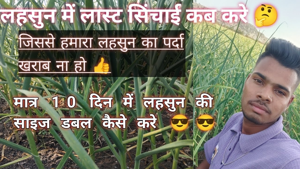 # लहसुन में लास्ट सिंचाई कब करे 🤔 और क्या सावधानी रखे 💯💯