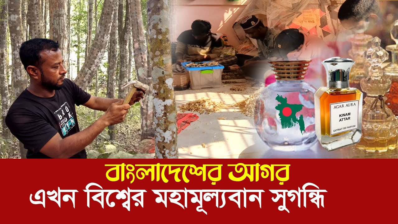 পৃথিবীর সবচেয়ে দামি আগর উৎপাদন হচ্ছে বাংলাদেশে !! হাজার কোটি টাকা রপ্তানির হাতছানি !! Agar wood