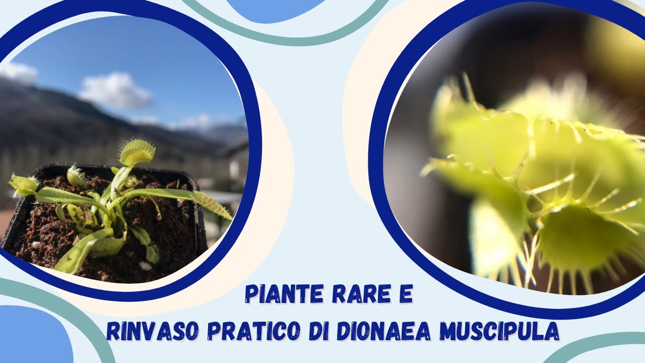 Piante rare e ripasso di COME SI RINVASA DIONAEA MUSCIPULA